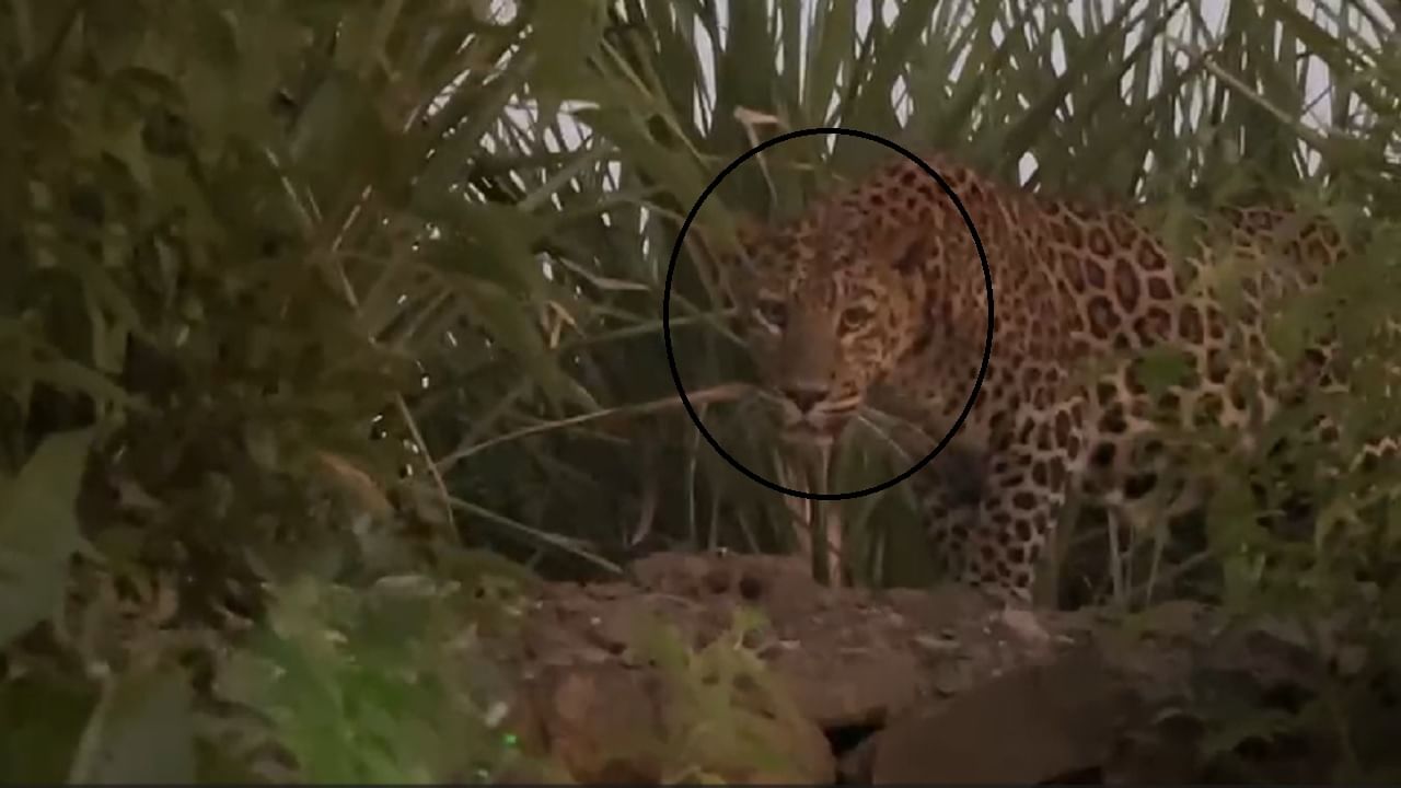 PUNE LEOPARD