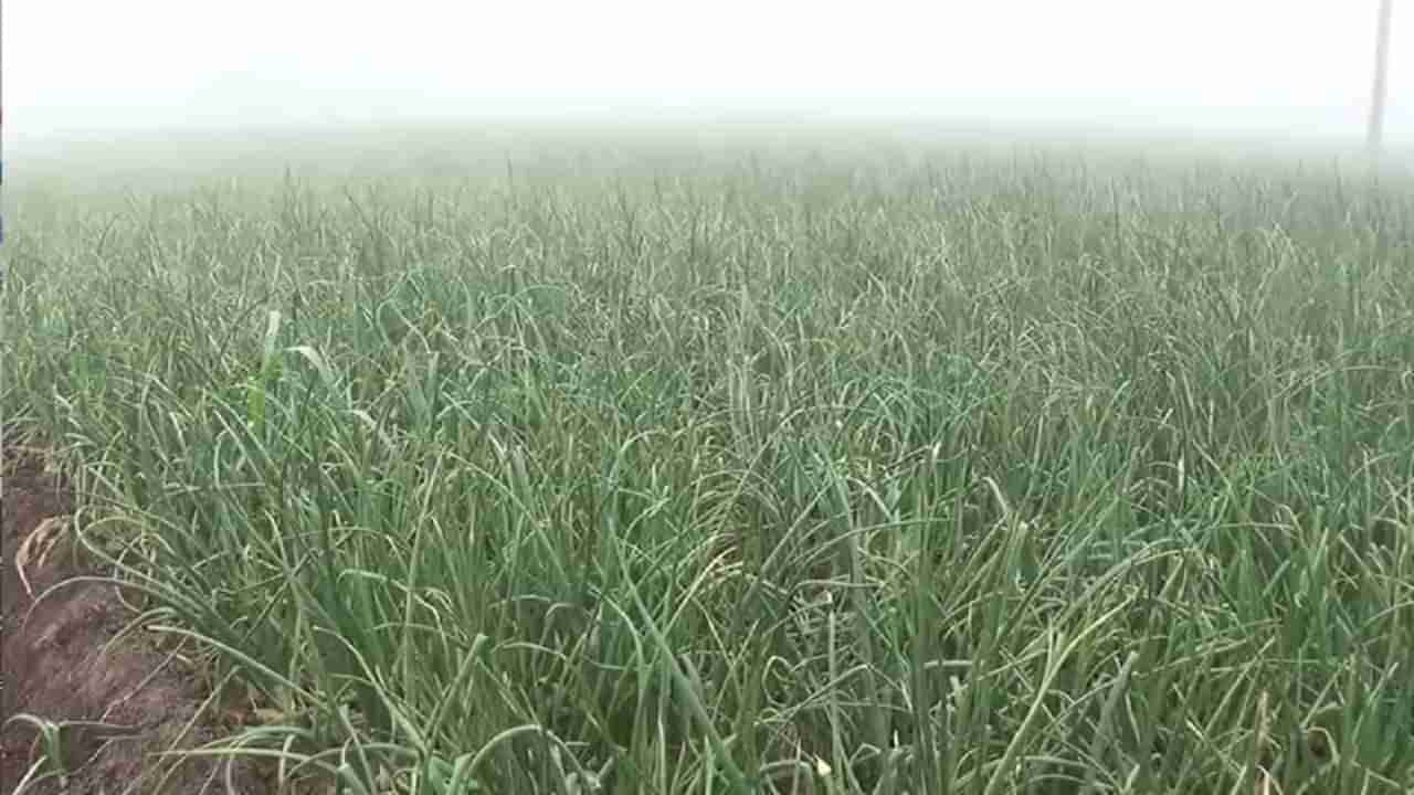 Agriculture News : कांद्याला उत्पादन खर्च निघेल इतका बाजार भाव मिळत नसताना, पण आता कांद्याचंही उत्पन्न घटणार कारण