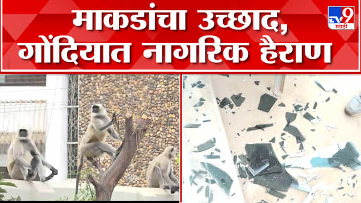 हुप्पा हुय्या ! माकडांनी केलं नागरिकांना सळो की पळो, बघा व्हिडीओ हुप्पा हुय्या ! माकडांनी केलं नागरिकांना सळो की पळो, बघा व्हिडीओ