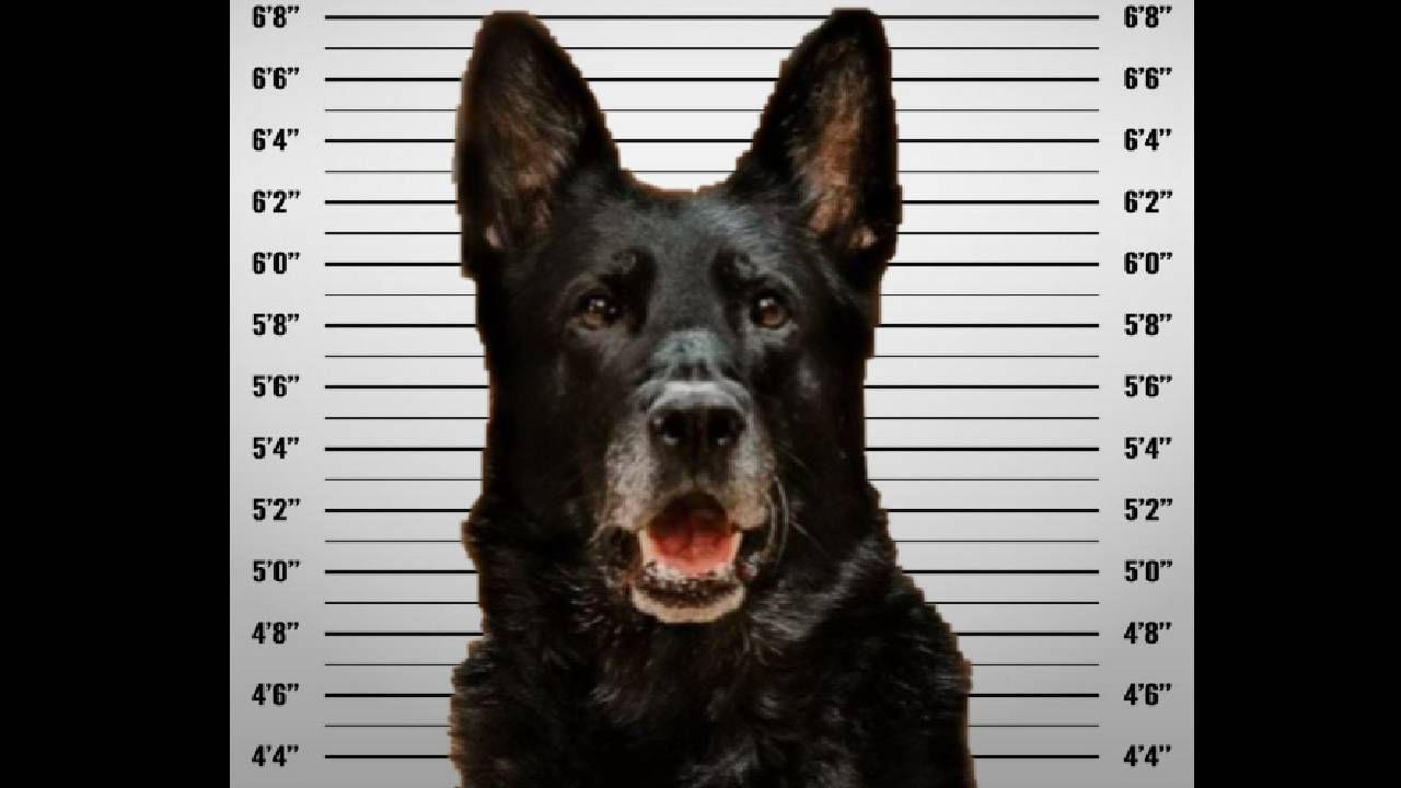 पोलिसांकडून कुत्र्याला अटक, पोलीस खात्याने दिली माहिती