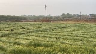 Agricultural News : चांगला पाऊस झाल्याने रब्बी पिकाला फायदा, कोरड्या चाऱ्याचे दर वाढले