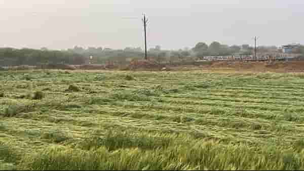 Agriculture News : राज्यभरातील शेतीच्या विविध घटना पाहा फक्त एका क्लिकवर