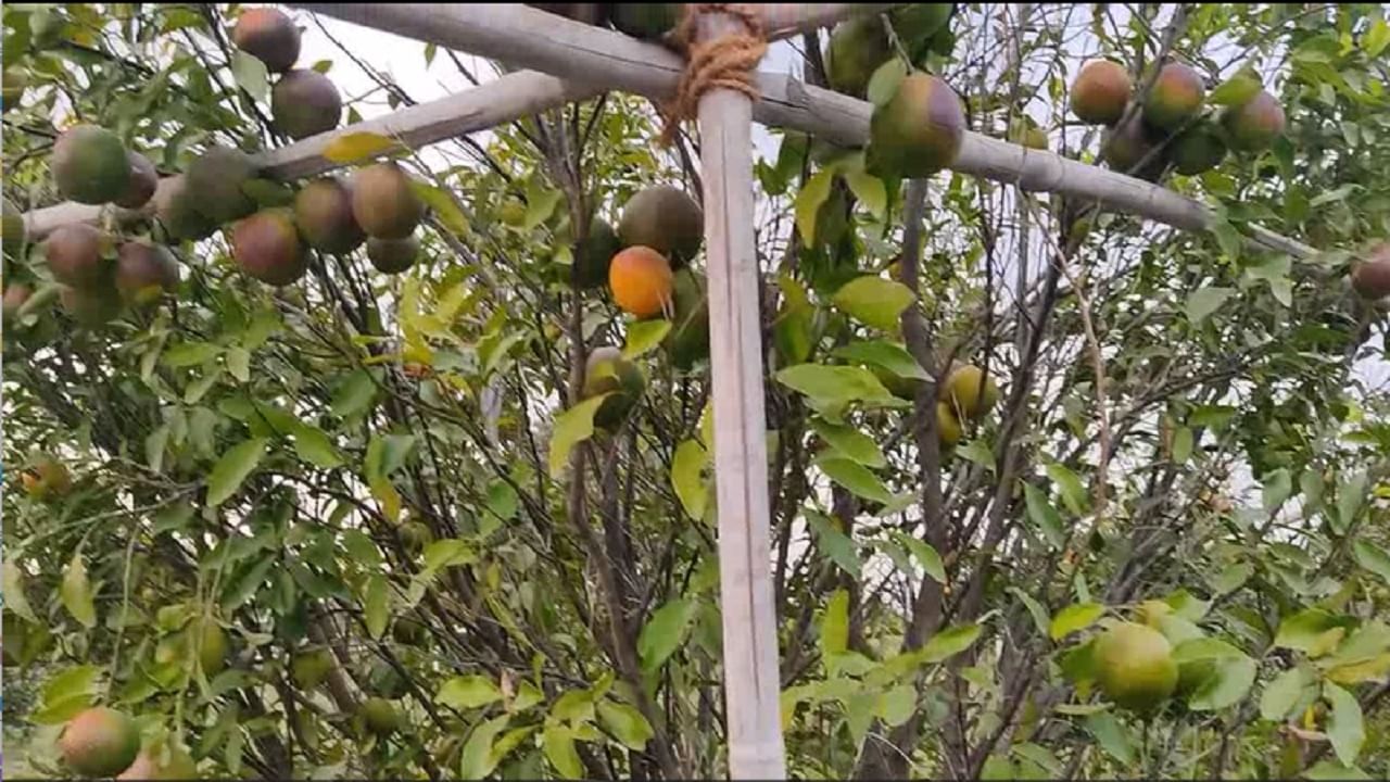 VIDEO | रोगाचा प्रादुर्भाव झाल्याने 7 एकरातल्या संत्रा बागेचं नुकसान, कोसळलेलं संकट कोण दुर करणार ?