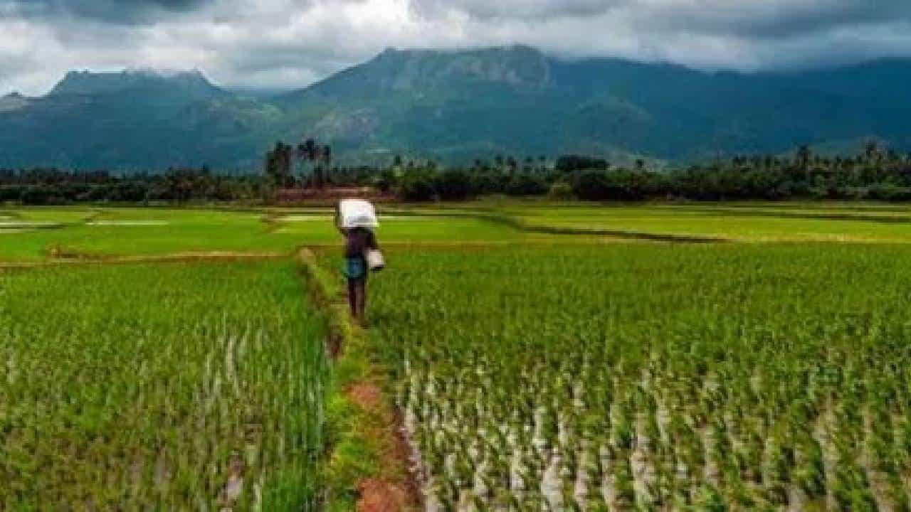 आता नुकसानग्रस्त शेतकऱ्यांना तातडीनं निधी मिळणार, काय आहे राज्य सरकारची घोषणा, बघा व्हिडीओ