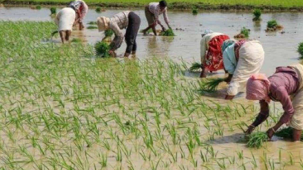 केंद्रीय अर्थसंकल्पाकडून विदर्भाला नेमक्या अपेक्षा काय?; विदर्भातील शेतकऱ्यांना अच्छे दिन येणार का?