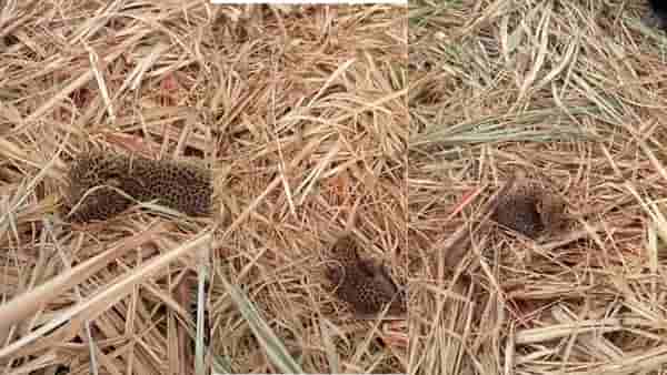 99 टक्के लोकांना दडलेला बिबट्या दिसला नाही, तुम्हाला जमेल?