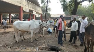 VIDEO | रोगाचा प्रादुर्भाव झाल्याने 7 एकरातल्या संत्रा बागेचं नुकसान, कोसळलेलं संकट कोण दुर करणार ?