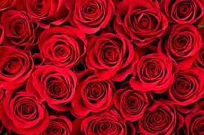 व्हॅलेंटाईन डे पुर्वी गुलाबाच्या परदेशी प्रवासाला जीएसटीचे काटे