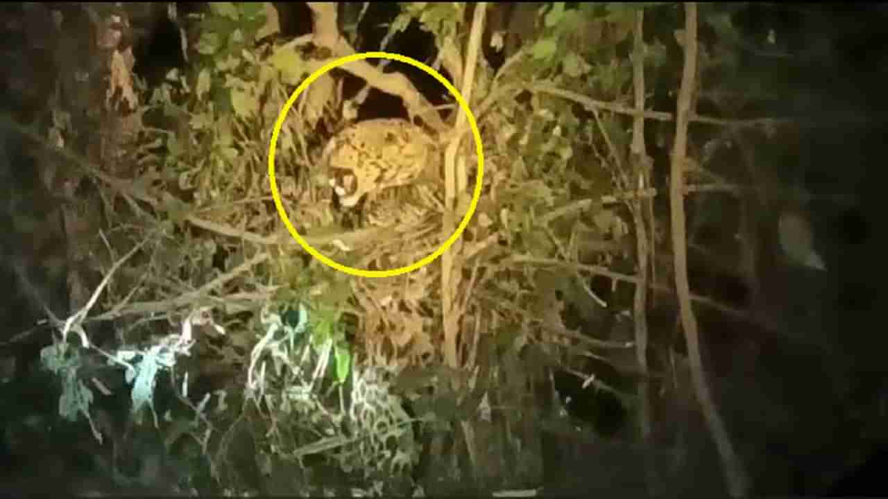 LEOPARD RESCUE : मध्यरात्री शिकार शोधत असलेला बिबट्या कुंपणात अडकला, जोरात ओरडू लागला, आवाजानं गाव घाबरलं, मग...