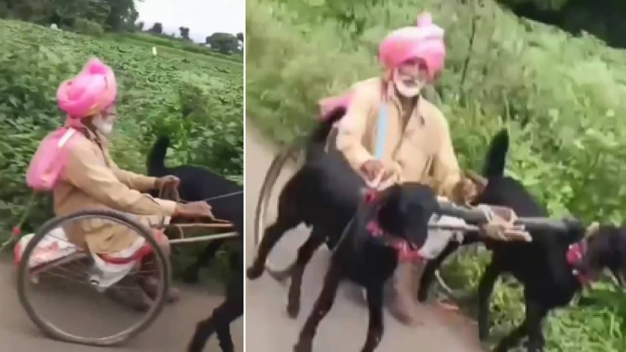 वाढीव आजोबा! बकरीची गाडी तर बघा वाढीव आजोबा! बकरीची गाडी तर बघा