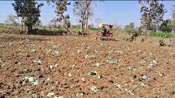 Agriculture News : कोबीचा दर घसरल्यामुळे संतापलेल्या शेतकऱ्यांनी हातात घेतला नांगर, मग...