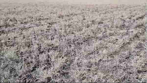 BEED FARMER : हरभरा पिकाची काढणी सुरु, योग्य भाव मिळत नसल्यामुळे शेतकरी निराश