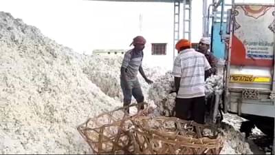 Agriculture News : कापसाचा दर पुन्हा 200 रुपयांनी घसरला, शेतकऱ्यांची चिंता वाढली