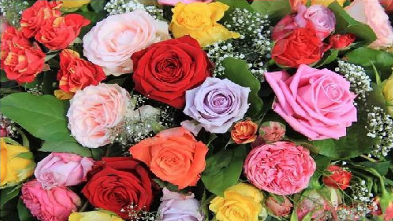 Valetine Day : लाल, गुलाबी की पांढरा? तुमच्या व्हॅलेंटाईनला कोणत्या रंगाचं फूल देताय? आधी थोडा अर्थ समजून घ्या...