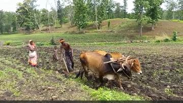 Amravati News : ग्रामीण भागात आतापासूनच पाणी टंचाईचा झळा, वातावरणाचा बदलाचा फटका शेतकऱ्यांनाही