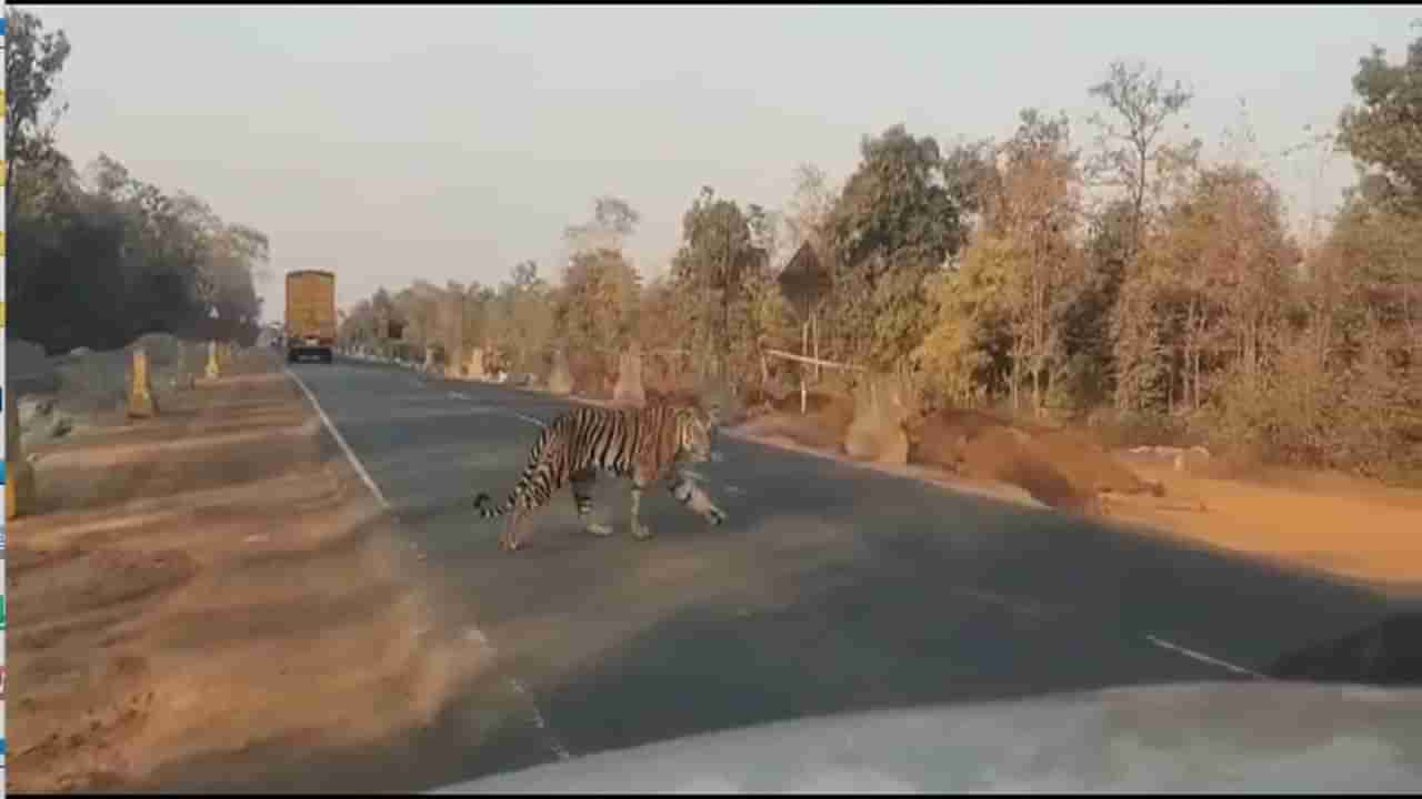 VIDEO : या राष्ट्रीय महामार्गवर पट्टेदार वाघ दर्शन, बिनधास्त रमतगमत चालणारा वाघ पाहून गाड्या चालकांना घाम फुटला