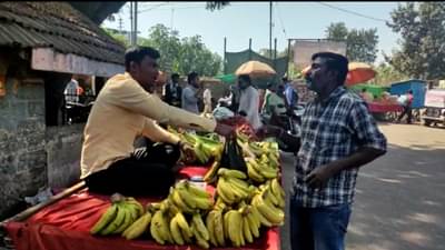 Agriculture News : या कारणामुळे जळगावच्या बाजारपेठेत चांगल्या दर्जाची केळी मिळेना