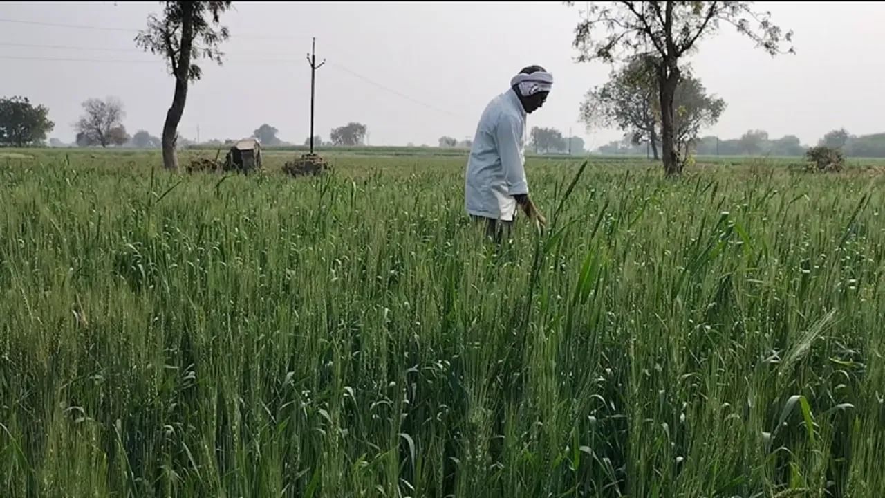 गहू आणि हरभऱ्याचं उत्पादन घटण्याची शक्यता, शेतकऱ्याला नफा की तोटा होणार?