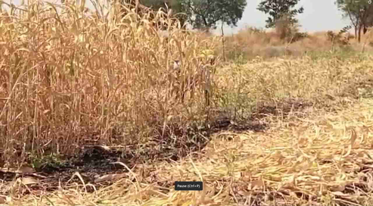 Rabi season : ज्वारीचं उत्पन्न वाढणार, प्रति क्विंटल इतका भाव मिळतोय, चांगलं उत्पन्न निघणार असल्यामुळे शेतकरीवर्ग आनंदीत