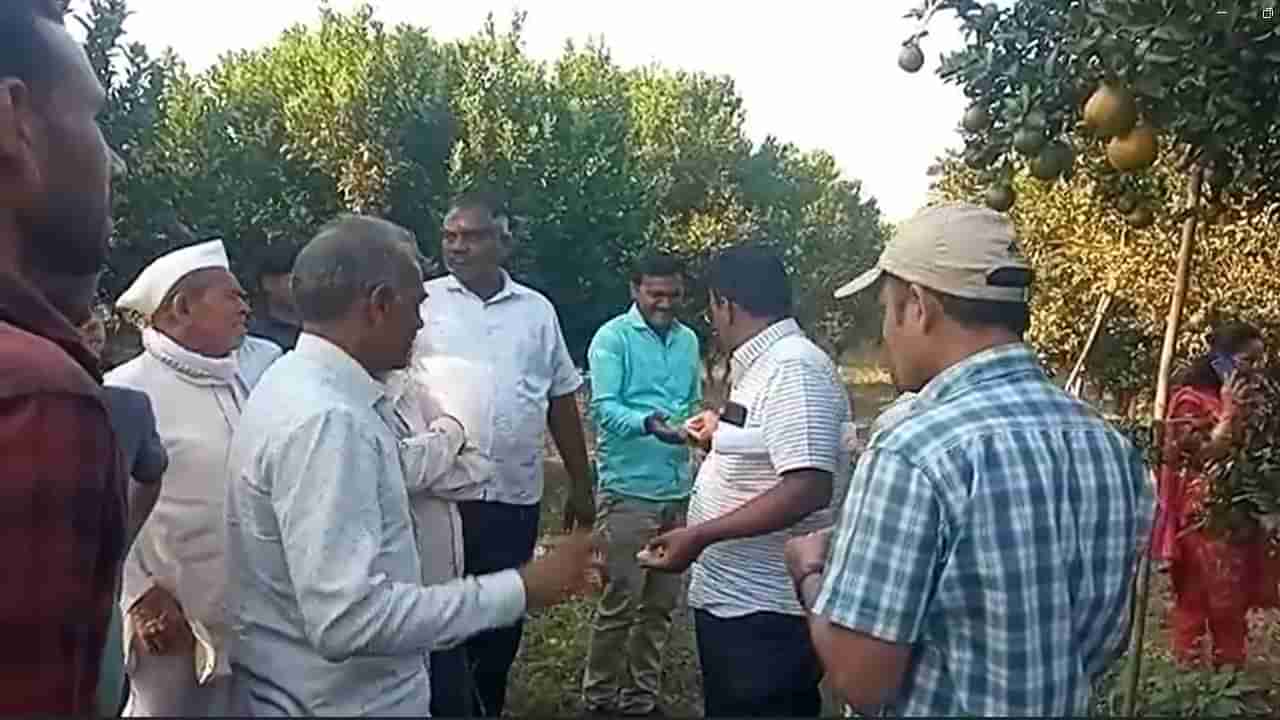 buldhana : संत्रा पिकावर रोगाचा प्रादुर्भाव झाल्यानंतर काय करायचं, तज्ज्ञांचं शेतकऱ्यांना मार्गदर्शन