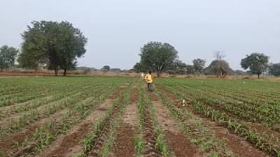 Agriculture News : पंधरा गावांना शेतीसाठी अनियामित वीजपुरवठा, शेतकऱ्याच्या रब्बी पिकांना फटका