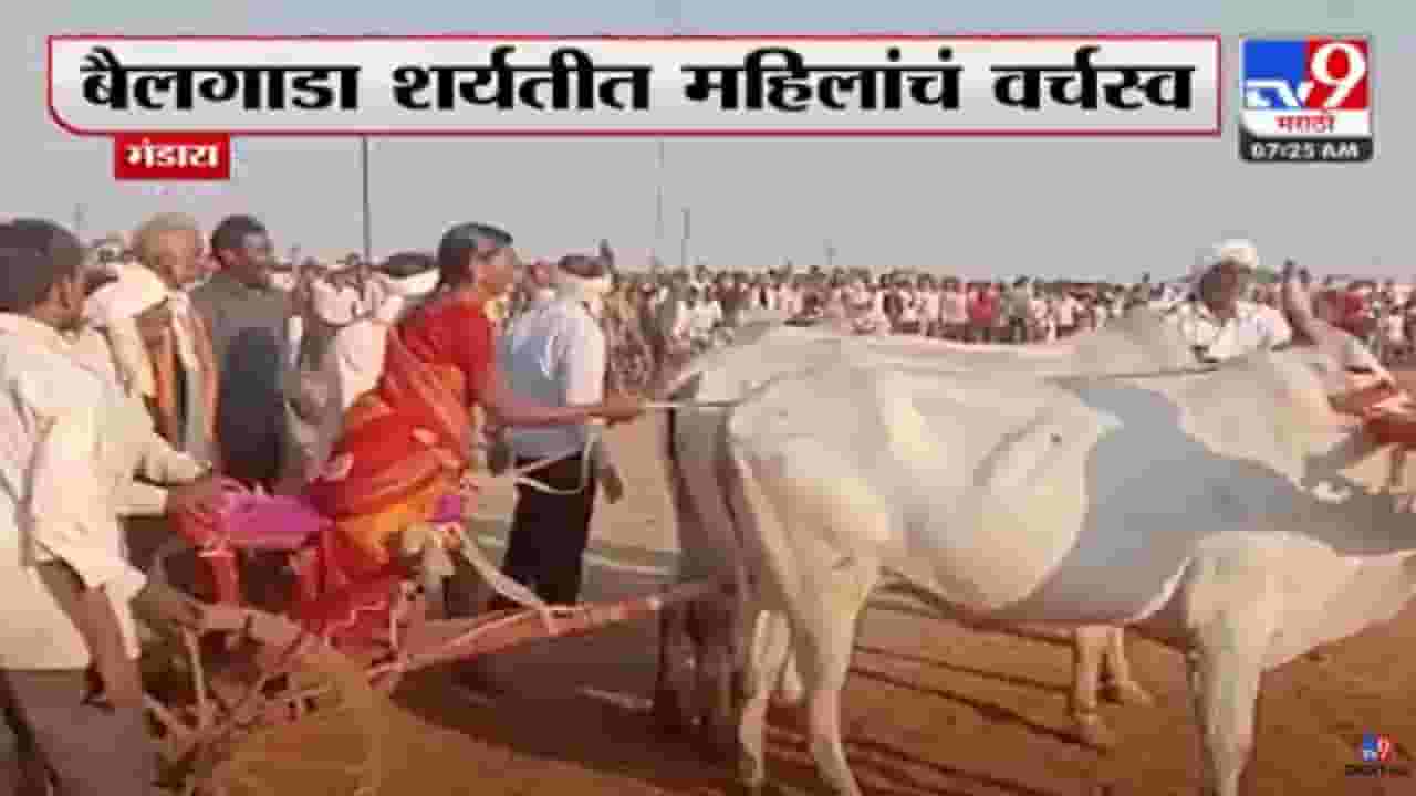 पुन्हा एकदा भिर्र, महिलेच्या हाती बैलगाडीचा कासरा आणि बघ्यांची एकच गर्दी पुन्हा एकदा भिर्र, महिलेच्या हाती बैलगाडीचा कासरा आणि बघ्यांची एकच गर्दी