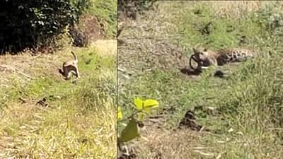 Nandurbar : शिकारीच्या शोधात असलेला बिबट्याचा डाव पाय सापळ्यात अडकला, मग वनविभागाने..