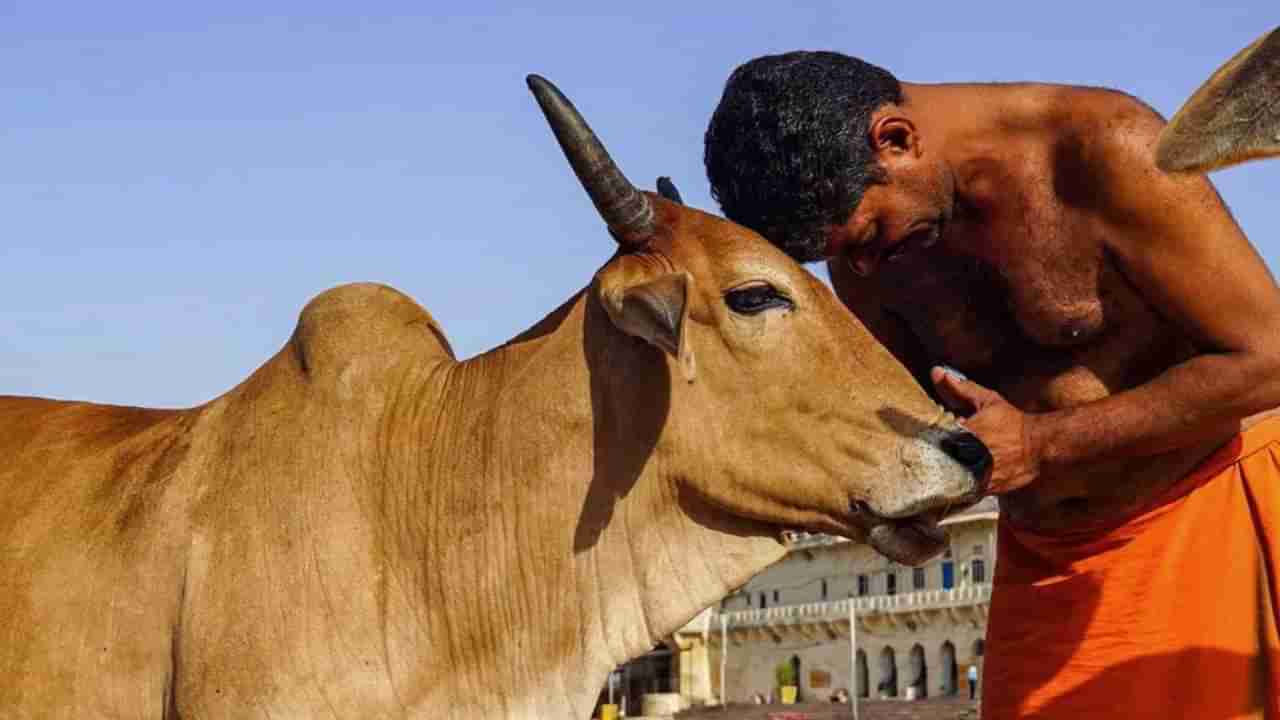 Cow Hug Day : गोमांस खाण्यावरून लोकांच्या हत्या का घडवल्या?; दैनिक सामनातून भाजपला सवाल