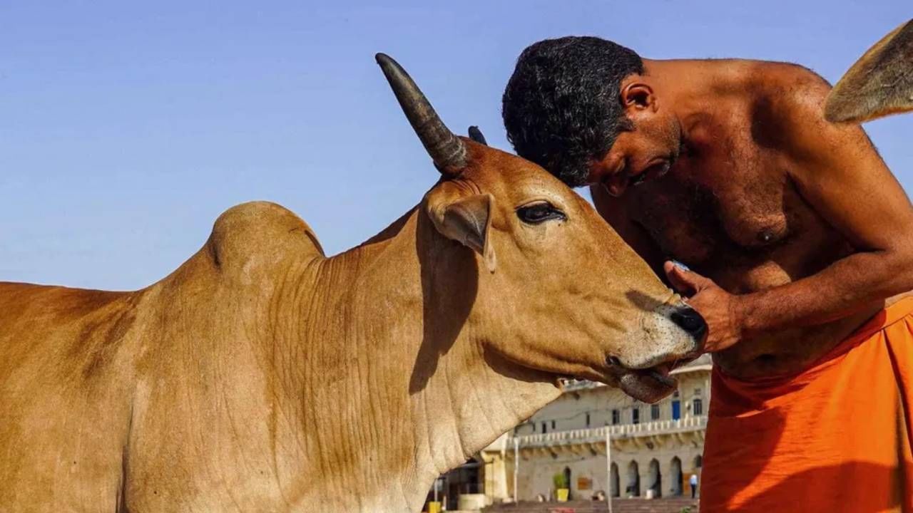 Cow Hug Day : गोमांस खाण्यावरून लोकांच्या हत्या का घडवल्या?; दैनिक 'सामना'तून भाजपला सवाल