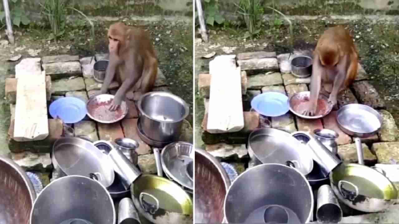 VIDEO | लग्न करून बिचारे माकड फसले, भांडी धुतानाचा व्हिडिओ पाहून लोकांना हसू आवरेना