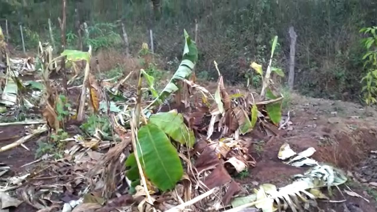 सिंदुधुर्ग जिल्ह्यातील दोडामार्ग पट्ट्यात हत्तींन्नी चांगलाच धुमाकूळ घातला आहे