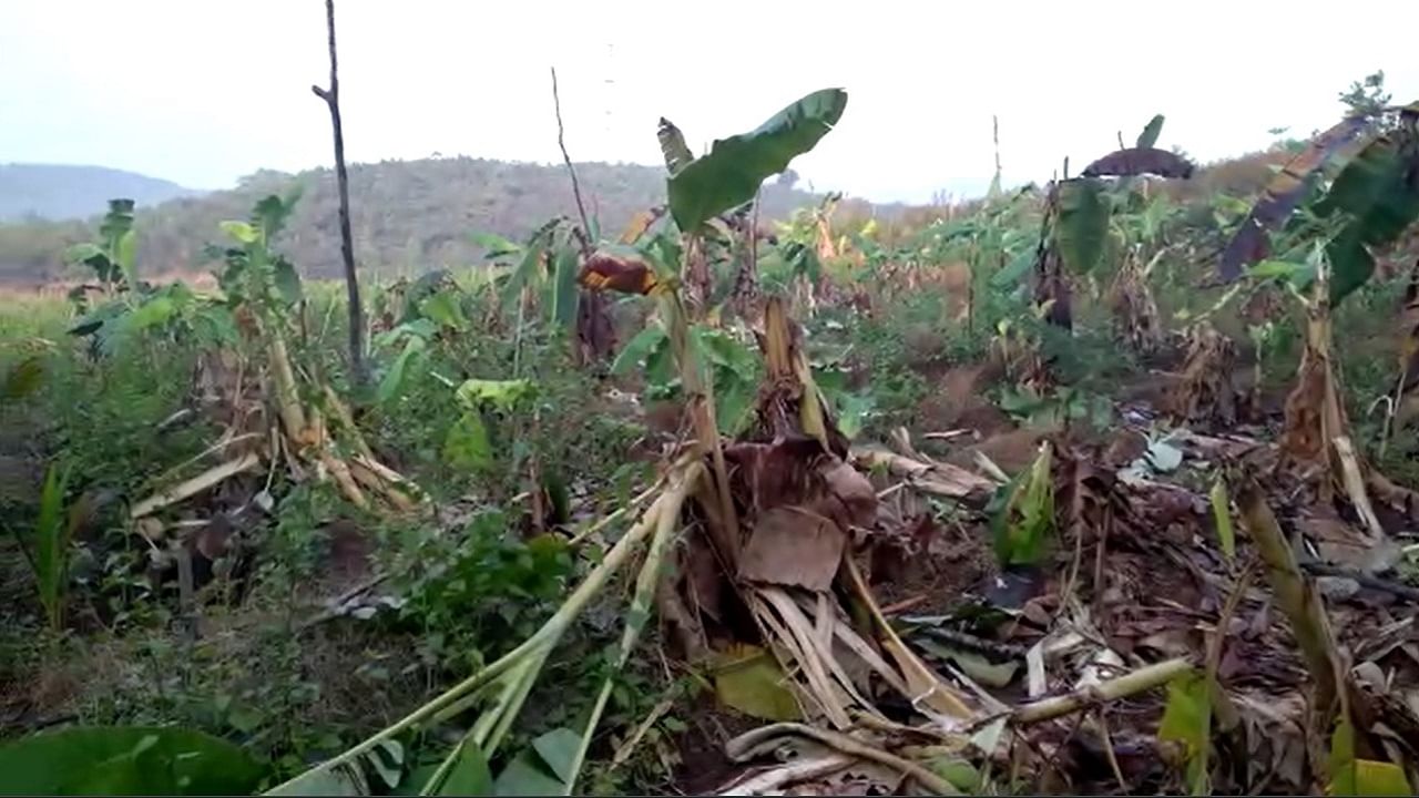 काल रात्री मोर्ले,सोनवल भागात हत्तींच्या कळपाने अक्षरशः धुमाकूळ घातला