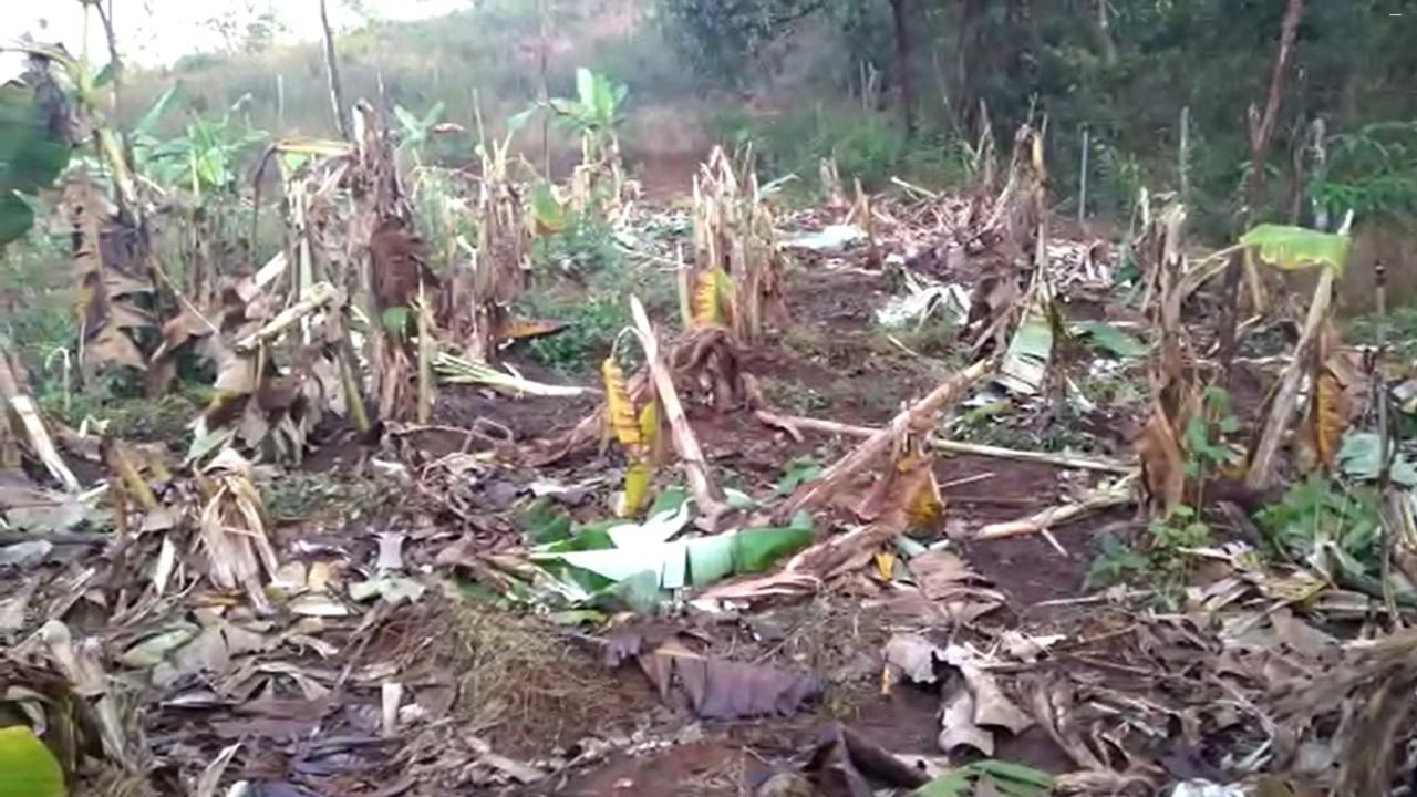 संतोष मोरये यांच्या केळी बागेत या हत्तींनी धुमाकूळ घालत संपूर्ण केळी बाग उध्वस्त करून टाकली