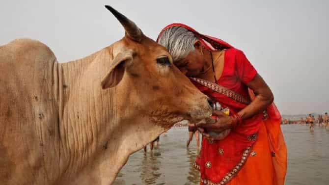 गाईला मिठी मारायची कशी? सोशल मीडियातून टीकेची झोड; अखेर केंद्राने घेतला हा निर्णय