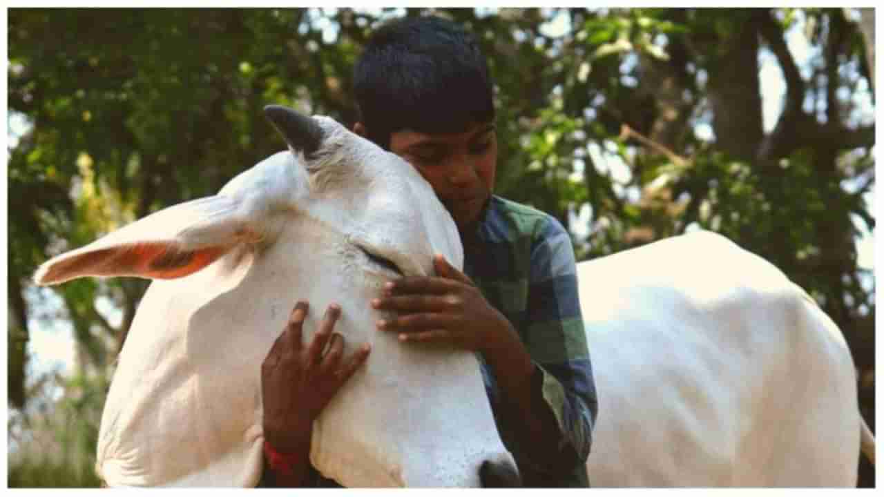 गाय आणि तिच्या साठीचा Cow Hug Day अखेर असा मिम्स आणि निर्णयामुळे गाजला