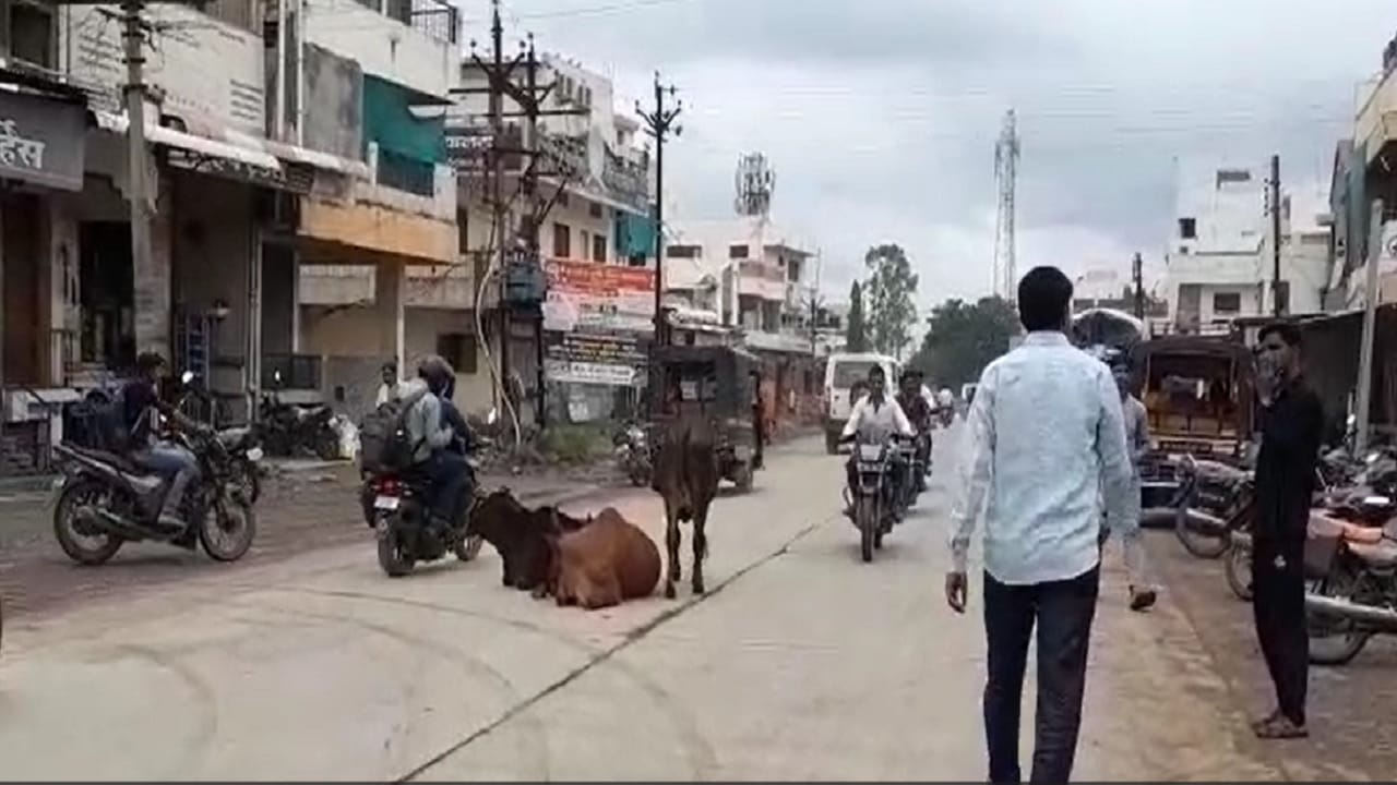 जगप्रसिद्ध पर्यटन नगरी म्हणून ओळख असलेल्या लोणार शहरातील प्रमुख मार्गसह बायपास मार्गावर तसेच शहरातून गेलेला प्रमुख शेगाव- पंढरपूर महामार्ग आणि बसस्थानक परिसरात मोठ्या प्रमाणात मोकाट जनावरे फिरताना दिसतात.