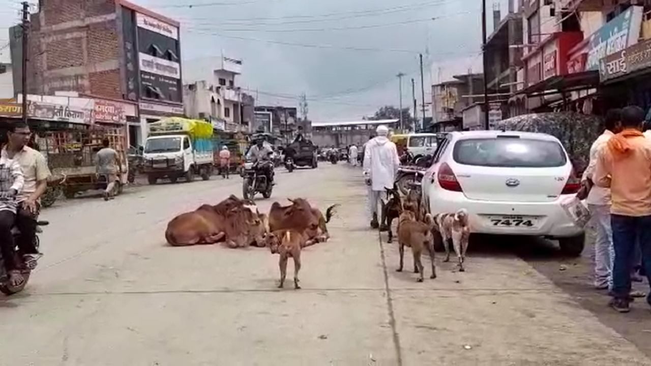 तर काही ठिकाणी रस्त्यावरच जनावरे बसलेली असल्याने वाहतुकीला अडथळा निर्माण झाला आहे.