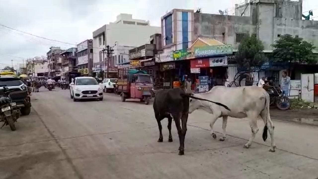 यामुळे अनेकवेळा अपघात ही झाले आहेत, मात्र याकडे स्थानिक नगर पालिका प्रशासन दुर्लक्ष करताना दिसतेय.