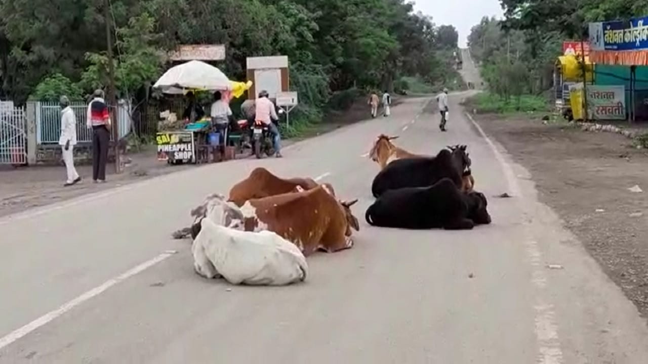 याठिकाणी लोणार सरोवर पाहण्यासाठी येणाऱ्या पर्यटकांच्या गाड्याची संख्या मोठी असते, मात्र या रस्त्याच्या मधोमध मोकाट जनावरे बिनधास्त बसलेली आढळत असल्याने वाहन धारकांना याचा त्रास सहन करावा लागतो.