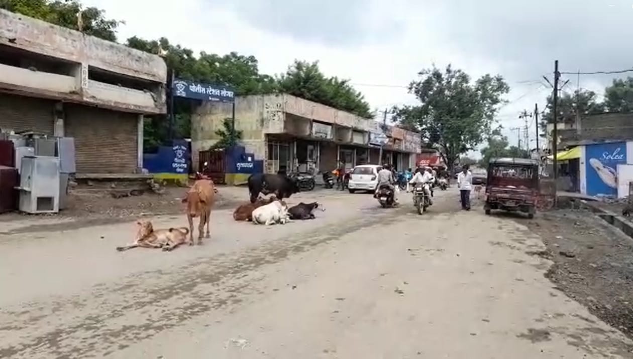 शिवाय लोणार शहरातील गल्लीबोळात गावठी डुक्कर, कुत्रे आदींचा सुद्धा मुक्त संचार मोठ्या प्रमाणात वाढला आहे. या रहदारीच्या रस्त्यावरील मोकाट जनावरांचा तात्काळ बंदोबस्त करावा, अशी मागणी लोणार शहरातील सुज्ञ नागरिकांनी केली आहे.