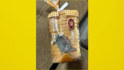 ऑनलाईन मागवला ब्रेड, पण मिळाला जीवंत उंदीर ! कंपनी दिले चौकशीचे आदेश