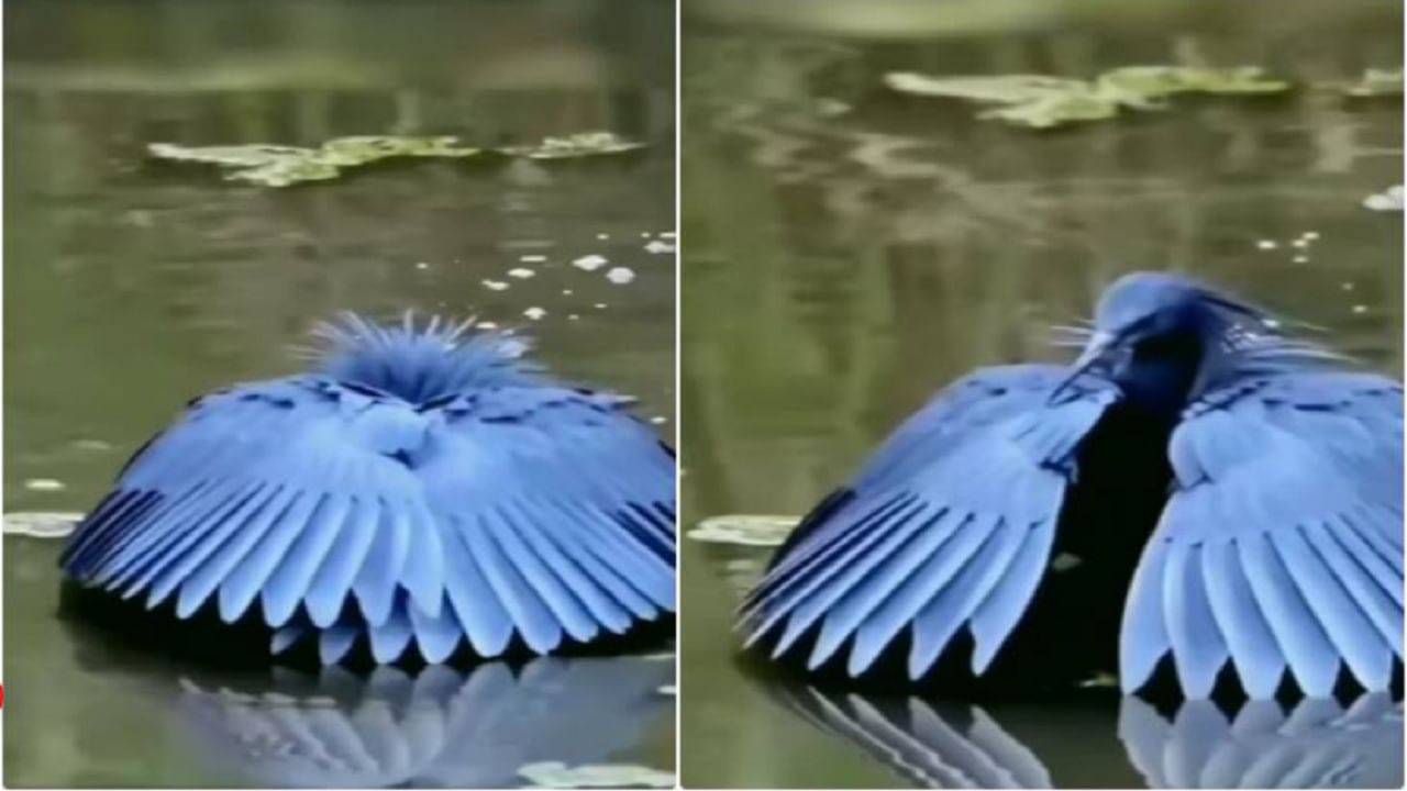 Viral Video : पंखांच्या आडून माशांची शिकार करण्याचा प्रयत्न करणारा पक्षी तुम्ही पाहिलाय का, व्हिडिओ व्हायरल