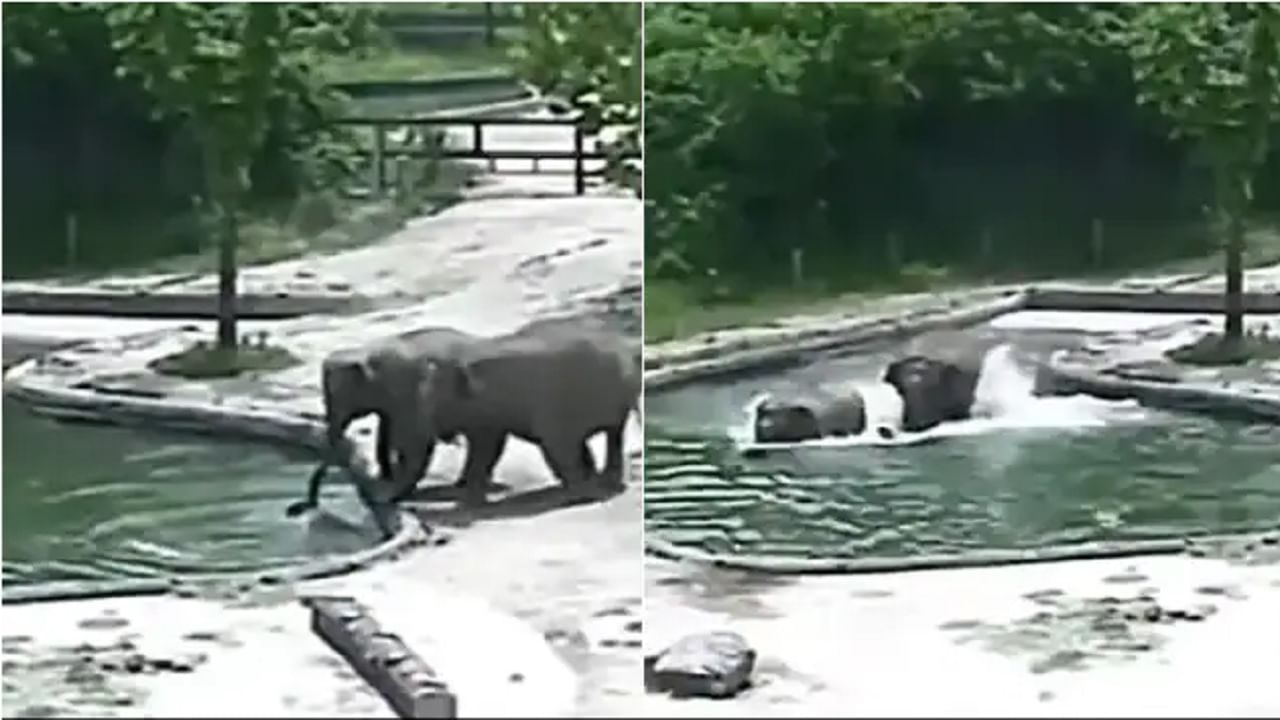 VIDEO |  Two elephants jump into the water to save the drowning baby elephant, after liking the video people said… – Two elephants jump into the water to save the drowning baby elephant, video is winning hearts