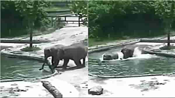 VIDEO | बुडणाऱ्या हत्तीला वाचवण्यासाठी दोन हत्तींनी पाण्यात उडी मारली, व्हिडीओ आवडल्यानंतर लोक म्हणाली...