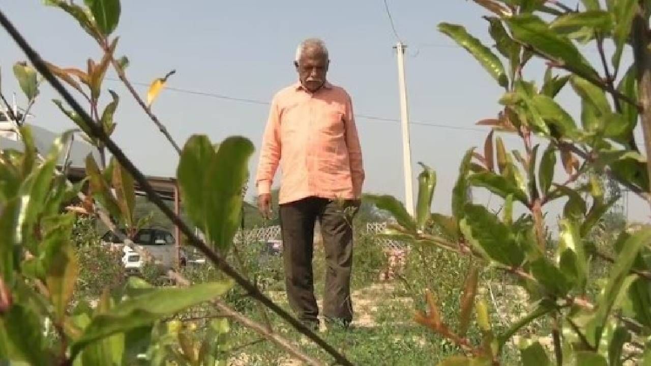 काटेरी वनस्पतींमध्ये उगविले पेरु; वयाच्या ७० व्या वर्षी शेतकऱ्याची कमाल