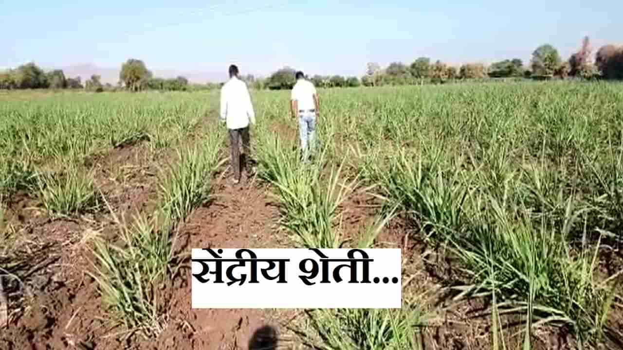 Agriculture News : नंदुरबार जिल्ह्यातील शेतकरी या कारणामुळे सेंद्रिय शेतीकडे वळला, चांगला दर मिळत असल्यामुळे...