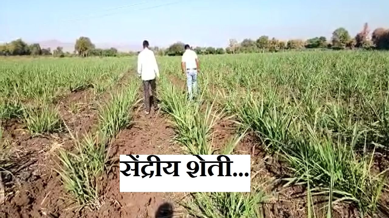Agriculture News : नंदुरबार जिल्ह्यातील शेतकरी या कारणामुळे सेंद्रिय शेतीकडे वळला, चांगला दर मिळत असल्यामुळे... Agriculture News : नंदुरबार जिल्ह्यातील शेतकरी या कारणामुळे सेंद्रिय शेतीकडे वळला, चांगला दर मिळत असल्यामुळे...