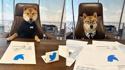 Elon Musk यांनी ट्विटर सीईओ खुर्चीवर बसवलं कुत्र्याला, नेमकं कोणाला डिवचलं? वाचा