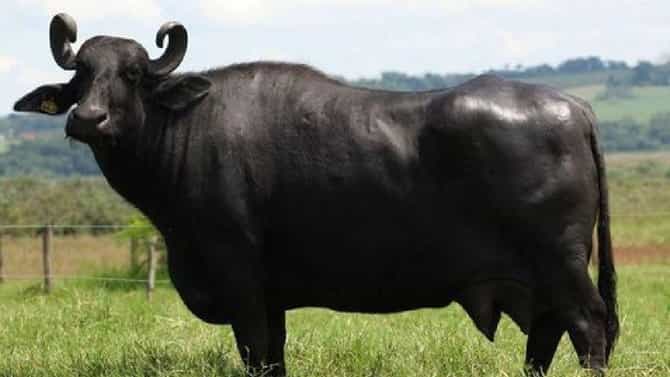 Dairy Farming : घमाघम दूध देतात या म्हशी, जास्त थकण्यापेक्षा या जातीच्या म्हशी पाळा, दुधाचं उत्पन्न वाढवा