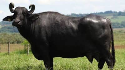 Dairy Farming : घमाघम दूध देतात या म्हशी, जास्त थकण्यापेक्षा या जातीच्या म्हशी पाळा, दुधाचं उत्पन्न वाढवा